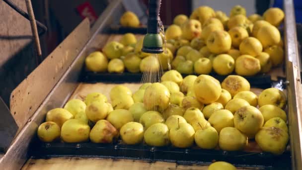 Gele Appels Onder Het Stromende Water Rijpe Vruchten Worden Gewassen — Stockvideo