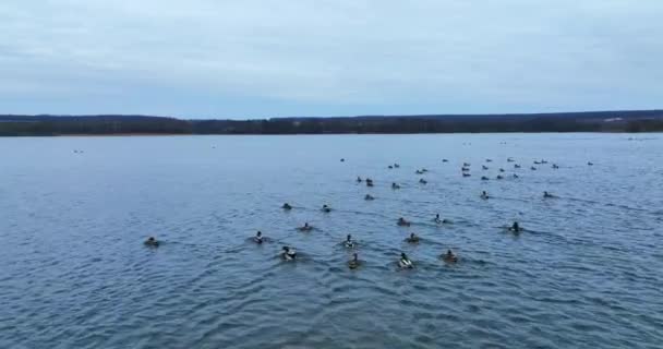 Família Patos Selvagens Flutuar Lago Repente Pássaros Decolam Água Sentam — Vídeo de Stock