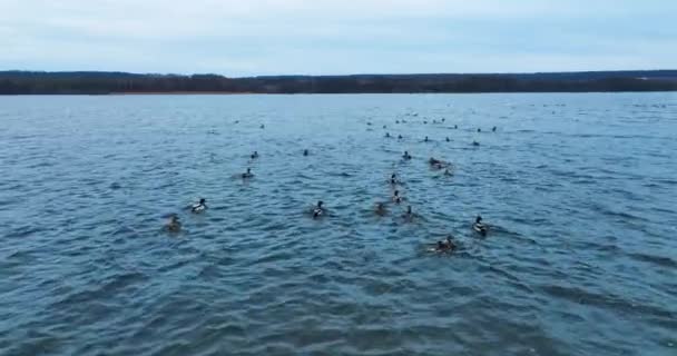 Похмуре Темне Озеро Дикими Качками Плавають Ньому Дрон Слідує Птахами — стокове відео