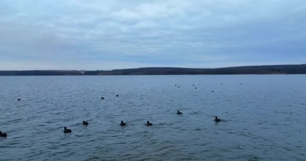 Pássaros Negros Espalhados Pela Superfície Lago Patos Selvagens Flutuar Água — Vídeo de Stock