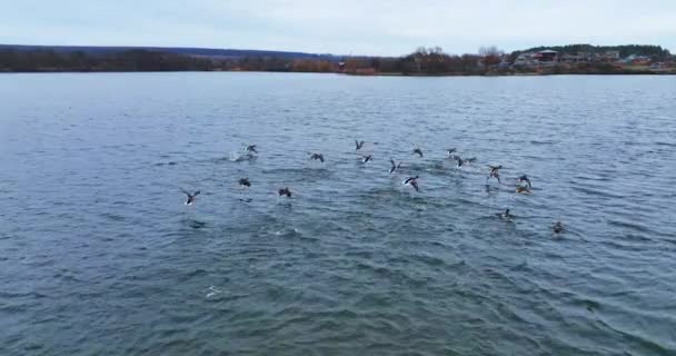 Eendenkudde Vliegt Omhoog Vanaf Het Wateroppervlak Motley Vogels Ontsnappen Bang — Stockvideo