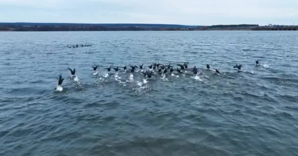 ブラックアヒルはお互いに近くの池の上を飛んでいる 水面に白いスプラッシュを残したドック 鳥の群れが別の鳥のグループに参加する — ストック動画