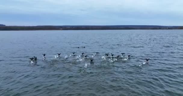 Kaczki Krzyżówki Pływające Rzece Dzikie Kaczki Wynurzają Się Wody Latają — Wideo stockowe