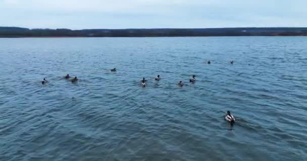 Ποικίλες Πάπιες Κολυμπούν Στο Ποτάμι Φοβισμένα Πουλιά Υψώνονται Στον Αέρα — Αρχείο Βίντεο
