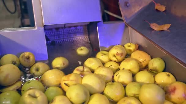 Worden Veel Appels Gewassen Voor Toekomstige Verwerking Gele Vruchten Worden — Stockvideo