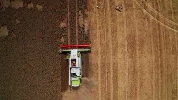 Kombiner Hardt Arbeid Høstsesongen Jordbrukslandet Storker Kommer Til Den Avkuttede – stockvideo