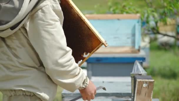 Imker Gebruikt Een Lange Borstel Bijen Van Honingraat Schudden Apiarist — Stockvideo