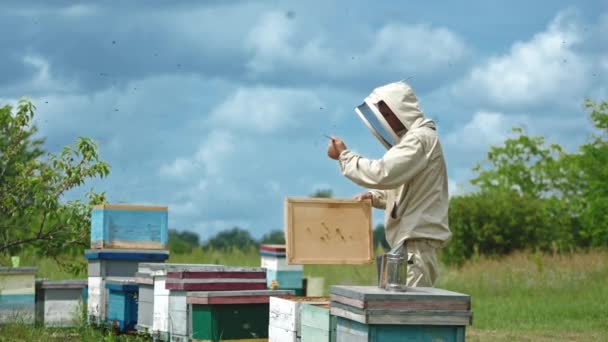 꿀벌을 흔들어 주먹으로 하이브 뚜껑을 누르십시오 남성과 꿀벌을 벌들이 있습니다 — 비디오