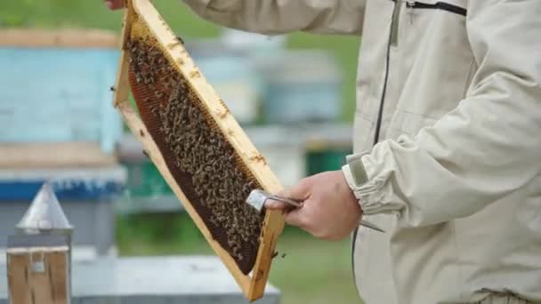 Человек Пасечник Держит Раму Пчелами Руках Исследует После Осмотра Пасечник — стоковое видео