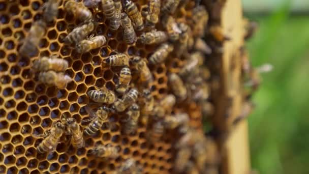 Bijenkolonie Kruipt Honingraat Werken Bijen Veranderen Nectar Verse Honing Sluiten — Stockvideo
