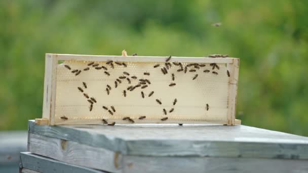 벌집에 가벼운 왁스가있는 프레임 기어다니고 벌들이 날아다니고 있습니다 — 비디오