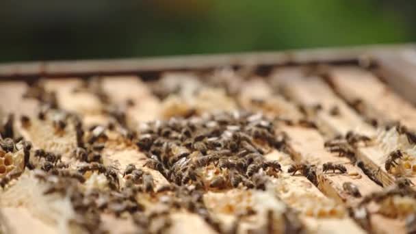 打开蜂窝 框架排成一排 无数蜜蜂爬过镜框飞了过去 模糊的背景 靠近点 — 图库视频影像