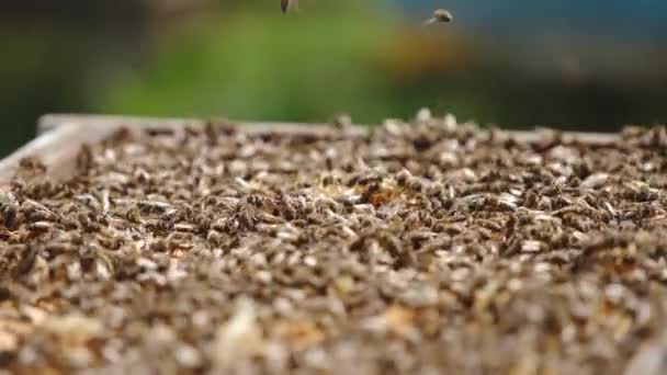 열려있는 꼭대기에 기어다니는 벌들이 있습니다 날아다니는 식민지 클로즈업 — 비디오