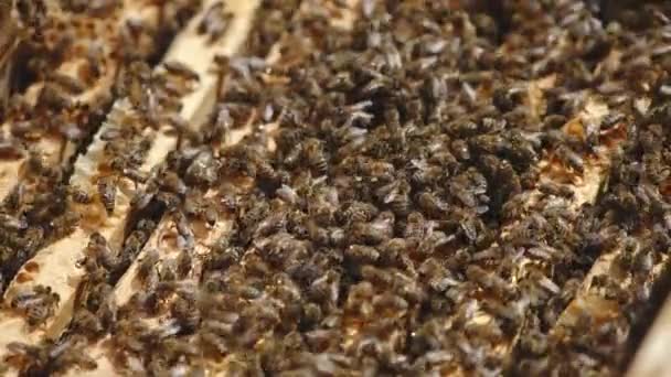 蜂窝中的蜂群爬过蜂房的框架 蜜蜂在忙着干活 靠近点蜜蜂的背景 — 图库视频影像