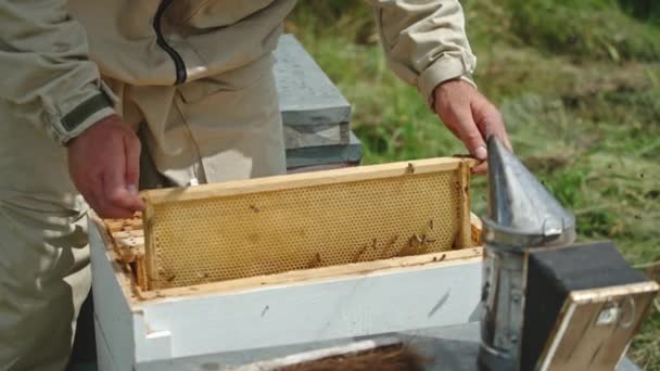 Μελισσοκόμος Βγάζει Πλαίσιο Του Κεριού Από Την Κυψέλη Και Χρησιμοποιεί — Αρχείο Βίντεο