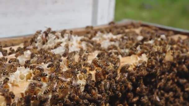 Çerçevelerin Üstündeki Balmumunun Üzerinde Sürünen Arılar Kolonisi Güneşli Bir Günde — Stok video