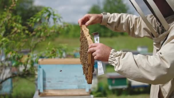 身穿防护服的养蜂人拿着一个沉重的蜂框 用蜜蜂家族包裹的深色蜂蜜梳子 围观者把框架放进蜂窝里 — 图库视频影像