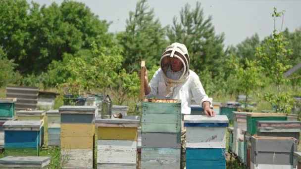 Мужской Пчеловод Открыл Крышку Одного Пчелиного Улья Своей Ферме Человек — стоковое видео