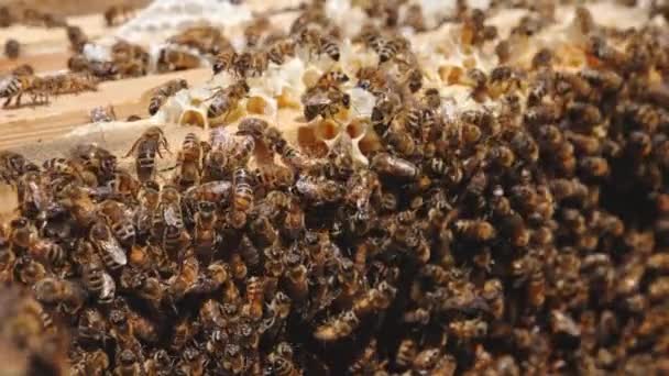 Bienenschwarm Sitzt Auf Den Wipfeln Von Honigrahmen Arbeitsbienen Bei Ihrem — Stockvideo