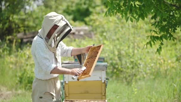Muž Včelař Používá Kovový Nástroj Čištění Rámu Plástve Včelí Farmář — Stock video
