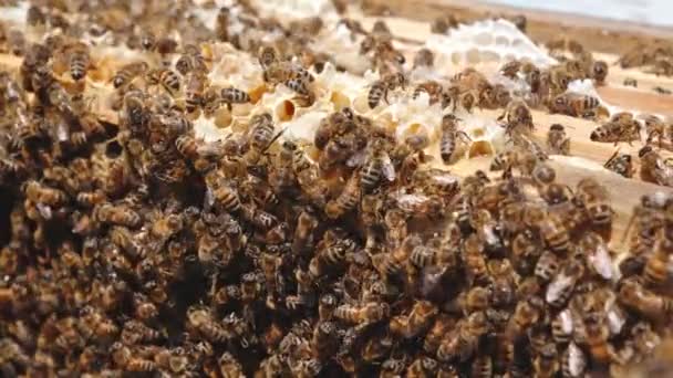 Randig Biyngel Täckte Honungsramen Flera Insekter Jobbar Bikupa Närbild — Stockvideo