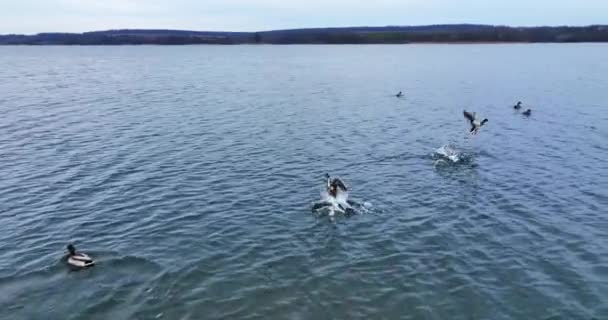 Siguiendo Unos Patos Reales Volando Imágenes Drones Sobre Río Gris — Vídeos de Stock