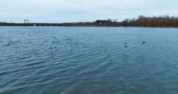 湖上漂浮着许多野鸭 成群的野生鸟类在游泳 背景下的村庄和森林 — 图库视频影像