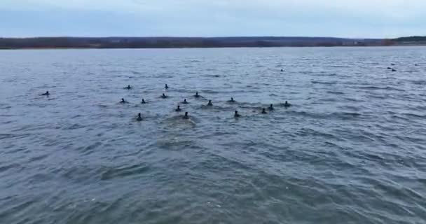 Petit Groupe Canards Balançant Sur Les Vagues Rivière Oiseaux Sauvages — Video