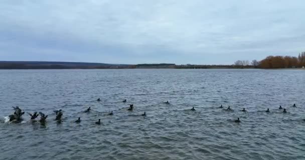 在湖上游泳的大笨鸭 成群的鸟儿一起从水里爬起来 飞了几米远 背景房屋 — 图库视频影像