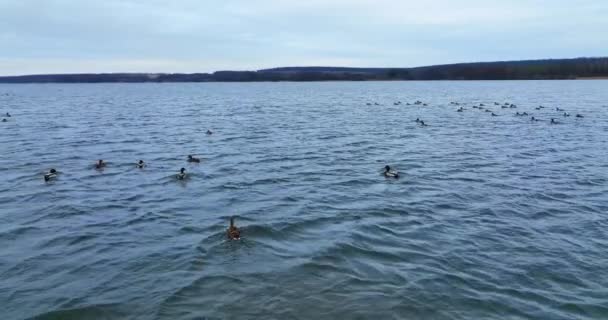 在河上漂浮的公鸭和母鸭 有些鸟儿升到空中 又坐下来 无人机画面 — 图库视频影像