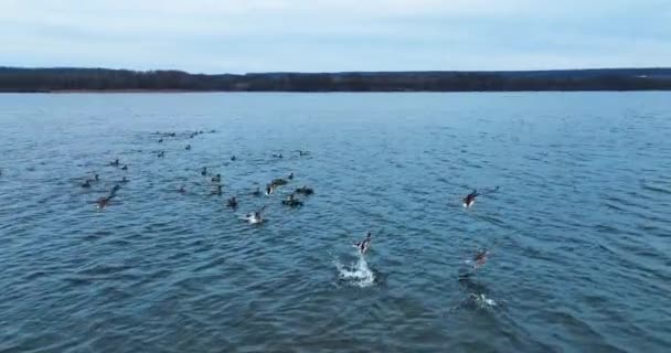 住在大河上的野鸭群 随着野鸭从相机上飞走 无人机在水面上拍下了镜头 黑暗的海滨背景 — 图库视频影像