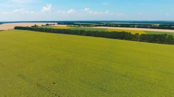 Verbazingwekkend Landschap Van Beplante Landbouwgronden Groene Bossen Drone Schot Daalt — Stockvideo