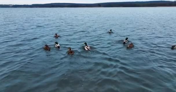 Красиві Дикі Птахи Сірій Річці Малардські Качки Пливуть Далеко Від — стокове відео