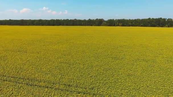 Żółte Pole Słonecznika Kontrastujące Niebieską Panoramą Nagranie Kręgu Zielone Drzewa — Wideo stockowe