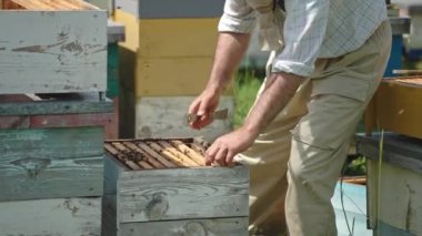 Apiarist, özel bir aletle kovandaki çerçeveleri birbirinden ayırır. Çiftçi arılarla kaplı çerçeveye bakar. Arı çiftliği arka planı.