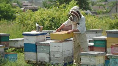 Arı yetiştiricisi farklı bölgelerden arı kovanı inşa ediyor. Apiarist güneşli yaz gününde arı çiftliğinde çalışıyor..