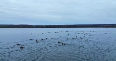 Karanlık gölün yüzeyine dağılmış büyük bir yaban ördeği grubu. Ördek sürüsüyle sonbahar mevsimi suları.