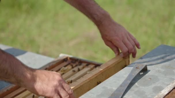 Blanke Männerhände Nehmen Einen Rahmen Aus Dem Bienenstock Wabengestell Das — Stockvideo