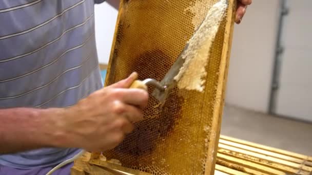 Bee Γεωργός Αφαιρεί Καλύμματα Από Κύτταρα Μελιού Ειδικό Εργαλείο Κλείσε — Αρχείο Βίντεο
