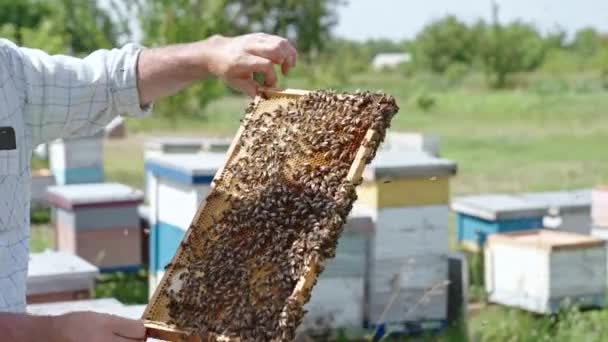 Ein Schwarm Arbeitsbienen Beschichtete Das Gestell Der Waben Bienenzüchter Bei — Stockvideo