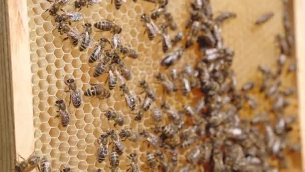 Колония Рабочих Пчел Ползающих Пустым Восковым Клеткам Медовые Насекомые Создали — стоковое видео