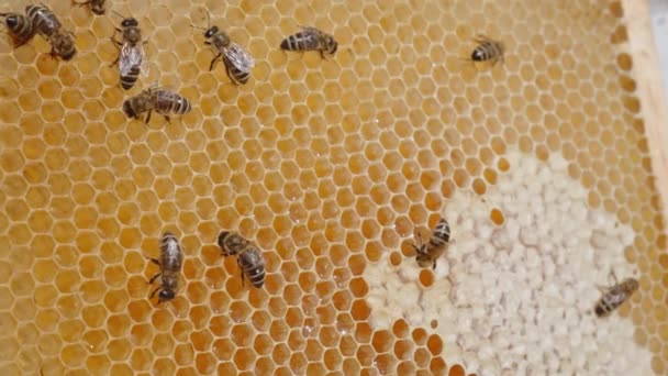 노동자 벌들은 가득한 기어다닙니다 채워진 세포를 반짝이는 신선한 유기농 클로즈업 — 비디오