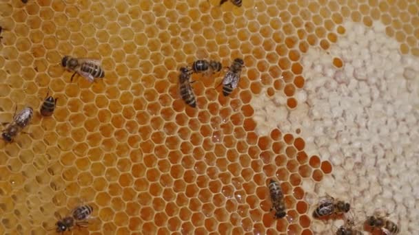 密封新鲜蜂蜜的蜂窝 蜂蜡上的蜂蜡充满蜂蜜 靠近点 — 图库视频影像