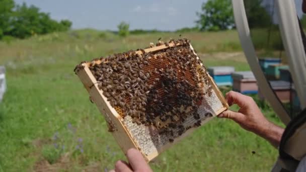 Männliche Imker Begutachten Das Wabengestell Voller Honig Und Bienen Schwere — Stockvideo