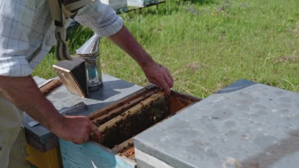 Органическая Пчелиная Ферма Расположенная Природе Апиарист Защитной Экипировке Проверяет Каркас — стоковое видео