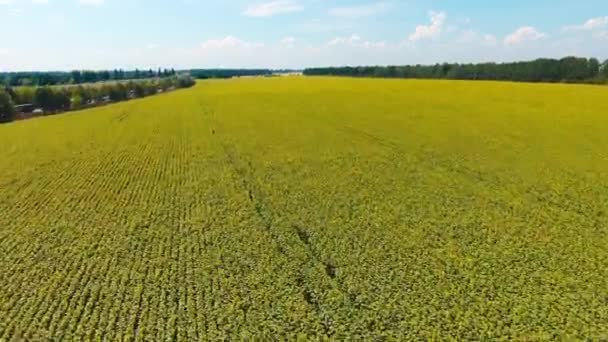 Belle Longue Plantation Tournesols Long Autoroute Drone Élevant Sur Terrain — Video