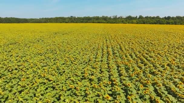 広大なプランテーションで種の花の黄色いフィールド 青空の背景に対する晴れた夏の日の農業農地 — ストック動画