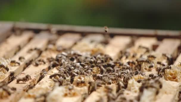 Άνοιξε Κυψέλη Μέλισσα Γεμάτη Πολλά Πλαίσια Εργαζόμενες Μέλισσες Σέρνονται Στις — Αρχείο Βίντεο