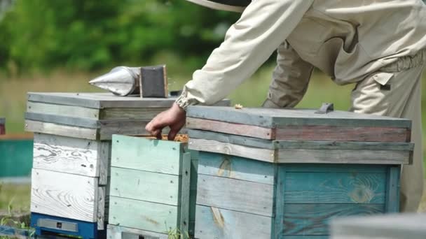 Apiarista Húzza Keretet Méhkaptárak Ember Ránéz Keretre Visszafordítja Természeti Háttér — Stock videók