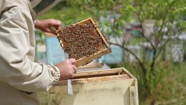Пчеловод Поворачивает Раму Руках Лучше Проверить Медовая Рама Покрыта Пчелиной — стоковое видео